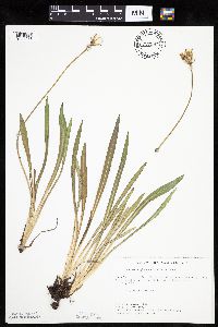 Agoseris glauca image