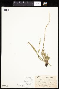 Agoseris glauca image