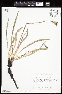 Agoseris glauca image