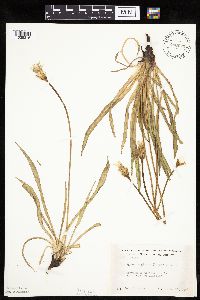 Agoseris glauca var. glauca image