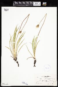 Agoseris glauca image