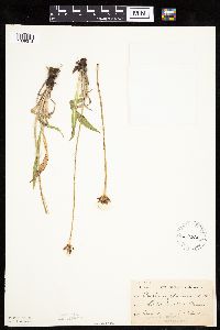 Agoseris glauca image