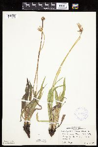 Agoseris glauca image