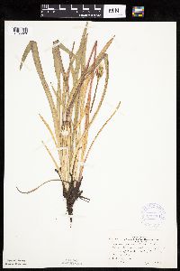 Agoseris glauca var. glauca image