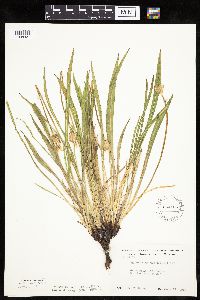 Agoseris glauca image