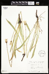 Agoseris glauca image