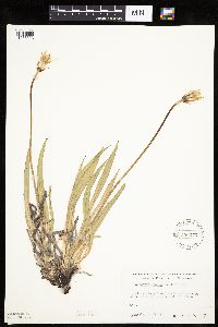 Agoseris glauca image
