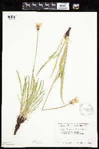 Agoseris glauca image