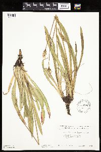 Agoseris glauca var. glauca image