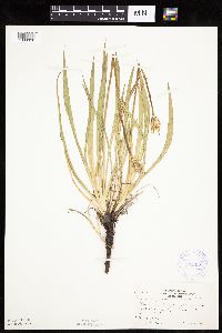 Agoseris glauca image