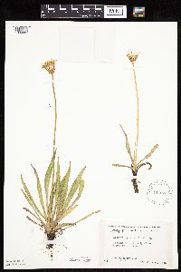 Agoseris glauca image