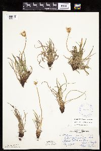 Agoseris glauca image