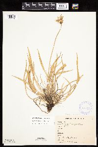 Agoseris glauca image