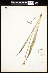 Agoseris glauca image