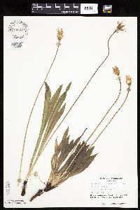 Agoseris glauca image