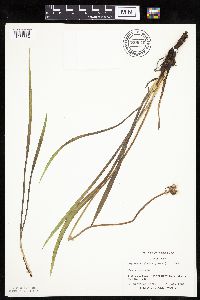 Agoseris glauca image