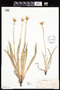 Agoseris glauca image