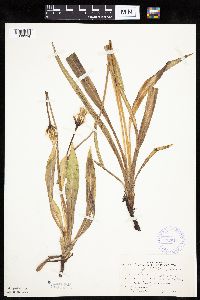 Agoseris glauca image