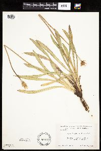 Agoseris glauca image