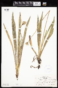 Agoseris glauca image