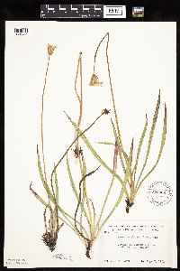 Agoseris glauca image