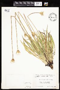 Agoseris glauca image