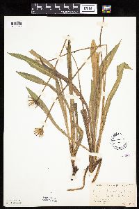 Agoseris glauca image