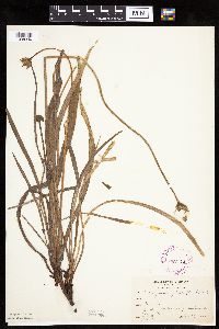 Agoseris glauca image