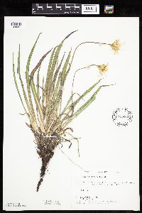 Agoseris glauca image