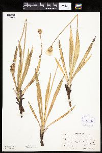 Agoseris glauca image