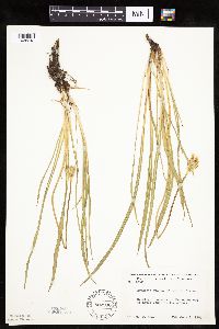 Agoseris glauca var. glauca image