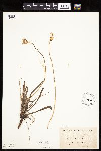 Agoseris glauca image