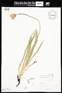 Agoseris glauca image