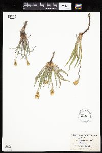 Agoseris parviflora image