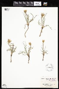 Agoseris parviflora image
