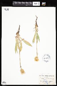 Agoseris parviflora image