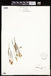 Agoseris parviflora image