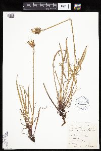 Agoseris parviflora image
