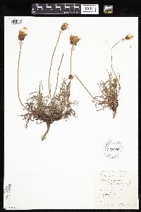 Agoseris parviflora image