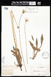 Agoseris x elata image