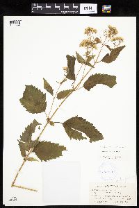 Ageratina altissima image