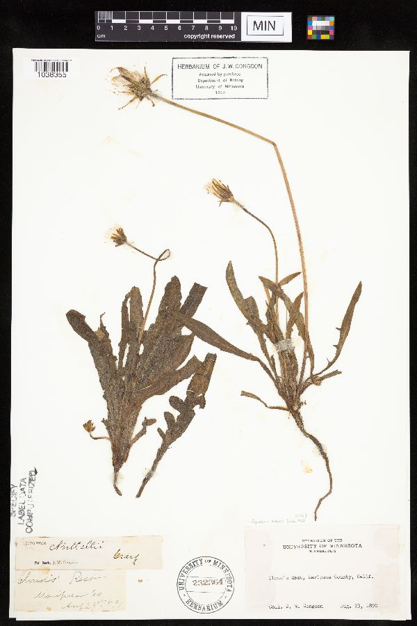 Agoseris x elata image