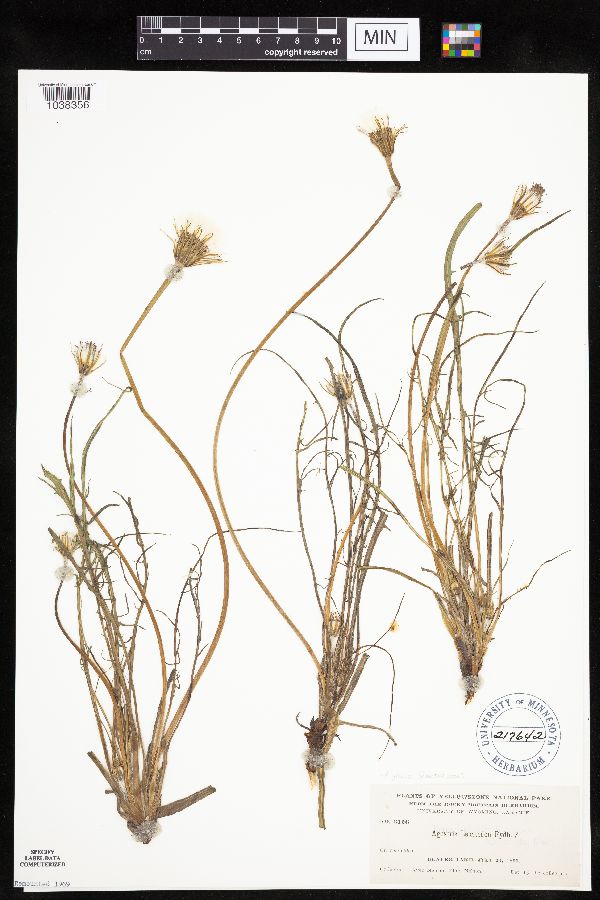 Agoseris glauca image