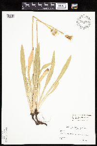 Agoseris glauca image