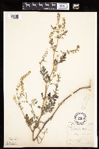 Ambrosia acanthicarpa image