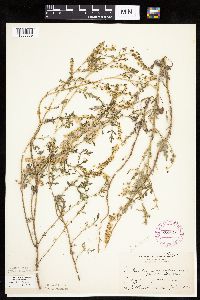 Ambrosia acanthicarpa image