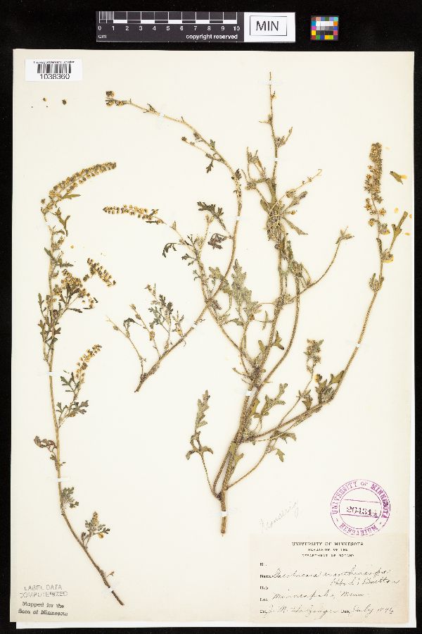 Ambrosia acanthicarpa image