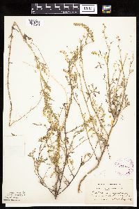 Ambrosia acanthicarpa image