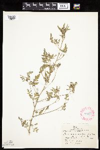 Ambrosia acanthicarpa image