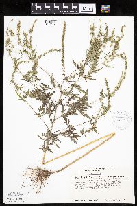 Ambrosia artemisiifolia image